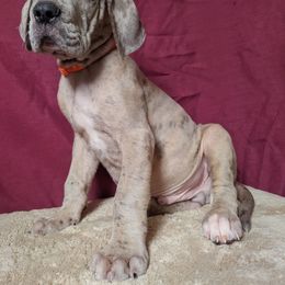 Echo - Merle male Great Dane puppy in Bay City, Michigan from Monarch Danes