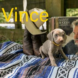 Vince - Silver gray male Weimaraner puppy in Talking Rock, Georgia from North Georgia Weims