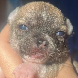 Truffle - Black sabled fawn male Chihuahua puppy in New Castle, Delaware from Sasha’s Elite Kennel LLC