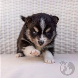 Zoey - Tri-color female Pomsky puppy in Sumter, South Carolina from Emerald Skies Pomskies