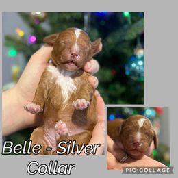 Belle - Silver Collar - Parti female Goldendoodle puppy in Howard City, Michigan from Doodles and Chaos