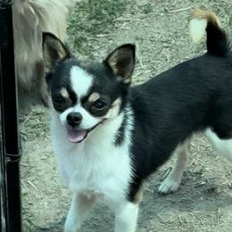 Bolt - Chihuahua