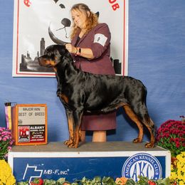 Schonen - Rottweiler