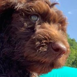 Aussiedoodles from Gruer Doodles
