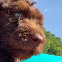 Aussiedoodles from Gruer Doodles