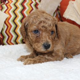 Pumpkin - Apricot male Poodle puppy in Stokesdale, North Carolina from His and Hers Poodles and Doodles
