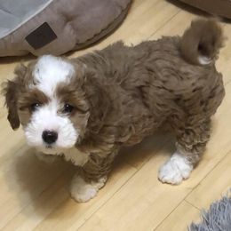 Rollie - Fawn Havapoo puppy in Centerville, Idaho from HopplevalleyPTA...(Puppies To Adore)