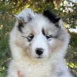 Shetland Sheepdog Puppies from Shirehill Shelties