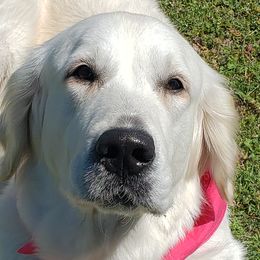 Annie - Golden Retriever