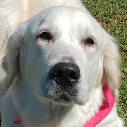 Annie - Golden Retriever