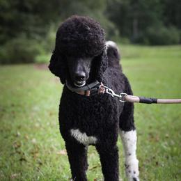 Sophie - Poodle