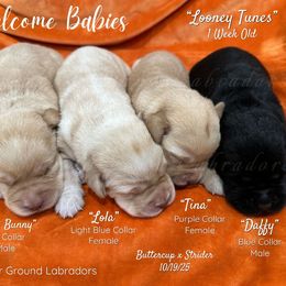 Tina - Yellow female Labrador Retriever puppy in Eaton Rapids, Michigan from Higher Ground Labradors