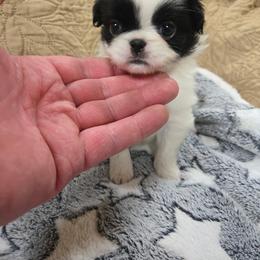 GiGI - Black and white female Japanese Chin puppy in Salem, Oregon from Chinnychinchinofsalem