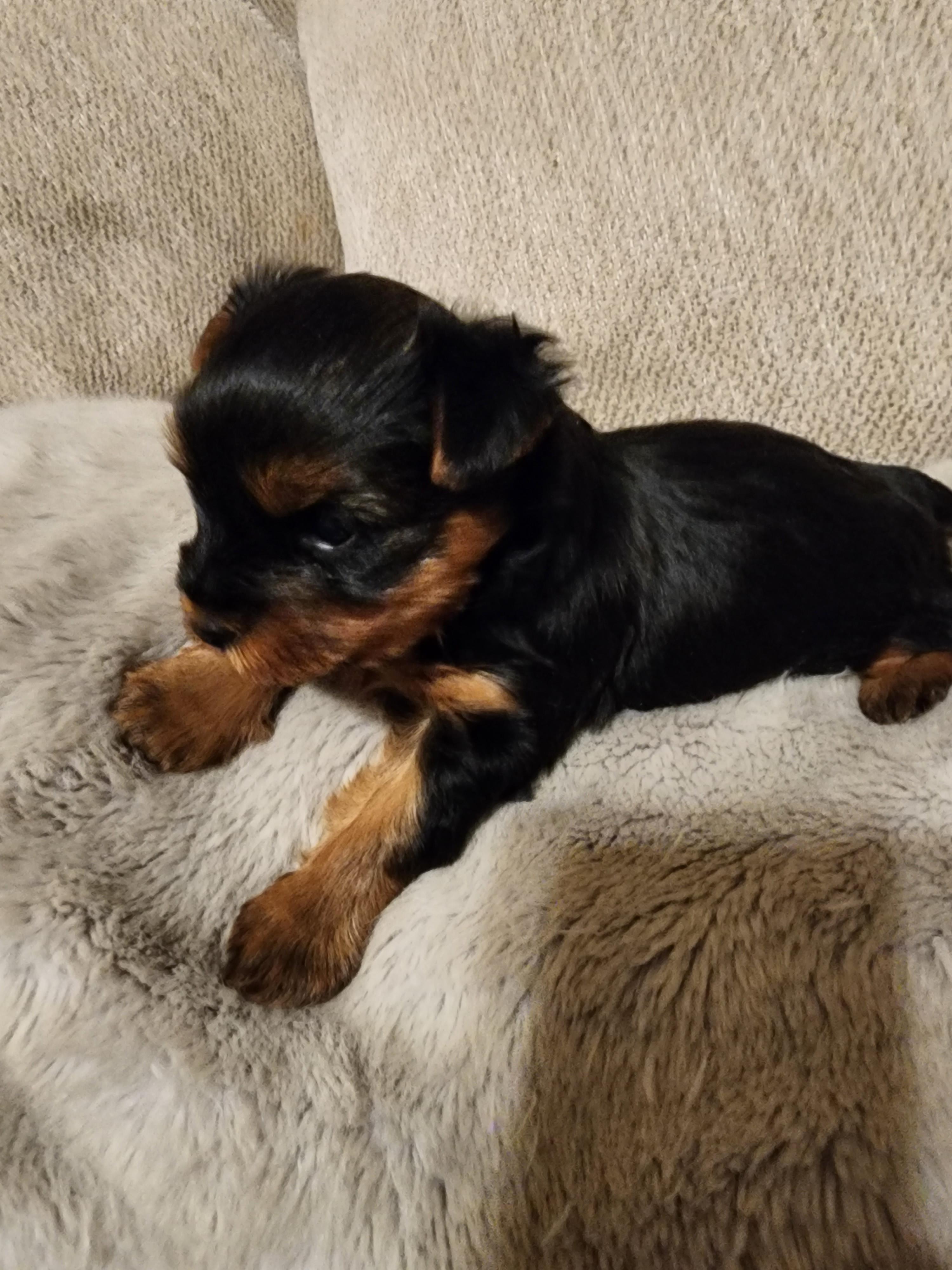 LC Yorkies in Arkansas Yorkshire Terrier puppies Good Dog