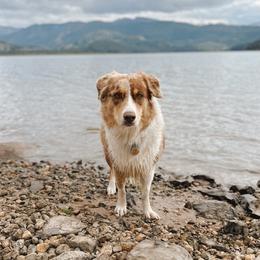 Echo - Australian Shepherd