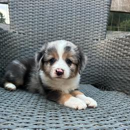 Boots - Blue merle male Miniature Australian Shepherd puppy in Loretto, Tennessee from K Kountry Farm