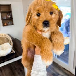 Sun Sprite - Red  female Goldendoodle puppy in West Haven, Utah from Split Mountain Doodles