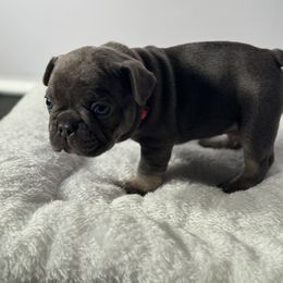 French Bulldog Puppies from Puget Sound Frenchies