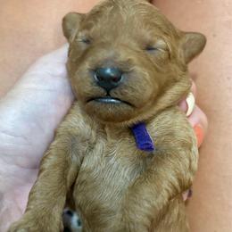 Dorito - Red  female Goldendoodle puppy in Coats, North Carolina from TH.EM Doodles