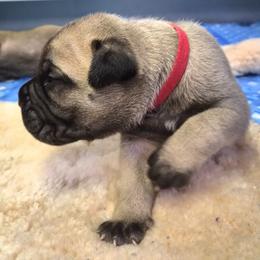 Boy 1 - Red fawn male Bullmastiff puppy in Woodburn, Oregon from Showdown Kennels
