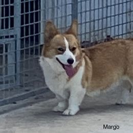Margo  - Pembroke Welsh Corgi