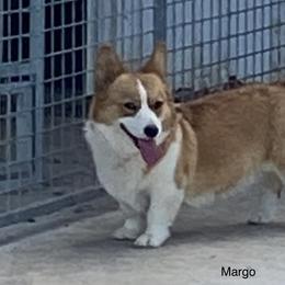 Margo  - Pembroke Welsh Corgi