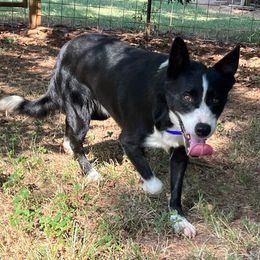 Doc - Border Collie