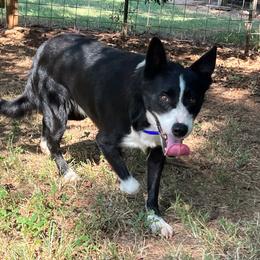 Doc - Border Collie