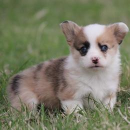 Sable Merle Blue Eye Female - Sable merle and white female American Corgi puppy in Cameron, Texas from Moonstone Corgis & Frenchies