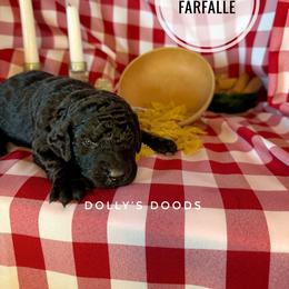 Farfalle - Gray Boy - Black male Goldendoodle puppy in Harrisburg, Oregon from Dolly’s Doods