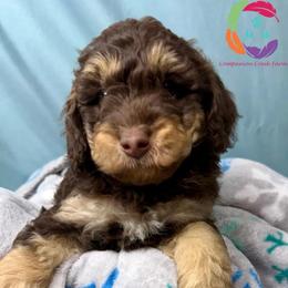 Aramis - Chocolate male Labradoodle puppy in Bowman, Georgia from Companion Creek Farm