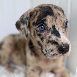 Gina - Merle female Great Dane puppy in Hutchinson, Kansas from Dappled Danes