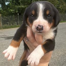 Pink Collar - Black, white and red female Greater Swiss Mountain Dog puppy in Knoxville, Maryland from Dahlgren Swissys