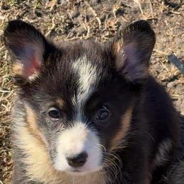Peter - Black and tan male Pembroke Welsh Corgi puppy in Bloomfield, Iowa from Seven B Corgis & Doxies