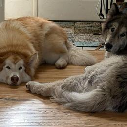 Tulok and Nova - Red and white male Alaskan Malamute puppy in Michigan from Warrior’s Legacy Alaskan Malamutes