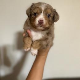 Cumberland - Red merle male Miniature Australian Shepherd puppy in Clarkesville, Georgia from North Georgia Gems