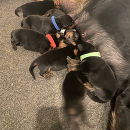 Rottweiler Puppies from Motor City Rottweiler