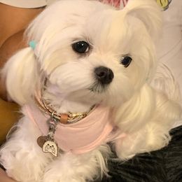 Maltese Puppies from Bella Dolce Maltese