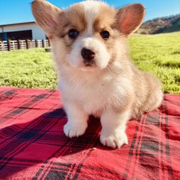 Pembroke Welsh Corgi Puppies from Boehm’s Pembroke corgis