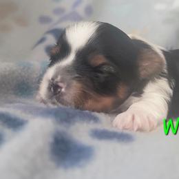 Weasley - Parti male Yorkshire Terrier puppy in Springville, Utah from Lundberg Yorkies