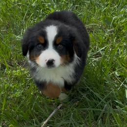 Zira - Black tri female Miniature Australian Shepherd puppy in Oronogo, Missouri from Dutton's Show Me Farms