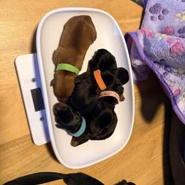 Miniature Pinscher Puppies from Bridget GreenBoddy