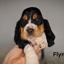 Flynn - Black brown and white male Basset Hound puppy in Mack's Creek, Missouri from Mack's Creek Basset Hounds