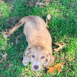 Gaston - Cream male Dachshund puppy in Slaughterville, Oklahoma from BooneDox Miniature Dachshunds
