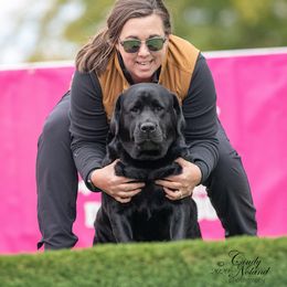 Labrador Retriever All Grown Up from Trouvae Labradors