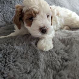 Milky Way - Blenheim male Cavapoo puppy in Albertville, Minnesota from North Star Cavapoos