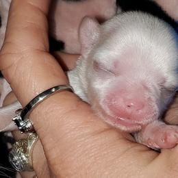 Girl 1 - White female Chihuahua puppy in Oklahoma City, Oklahoma from Teacup Chihuahuas and Friends