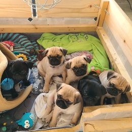 Pug Puppies from Lil'Farm Pugs