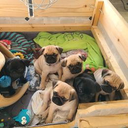 Pug Puppies from Lil'Farm Pugs
