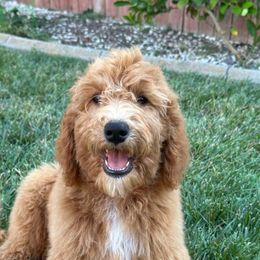 Orange Collar - Apricot female Goldendoodle puppy in West Sacramento, California from Pomegranate Doodles